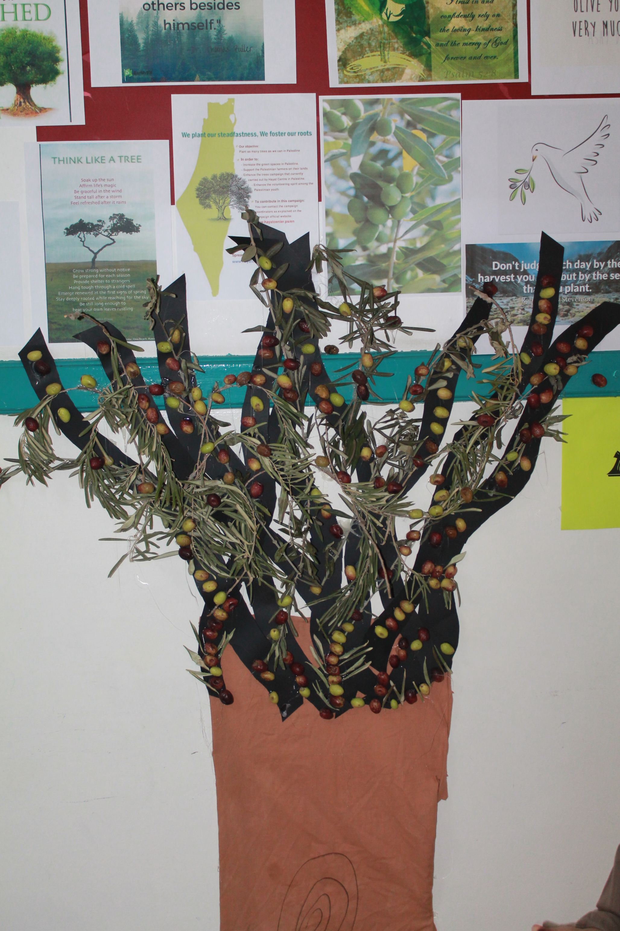 Olive Tree Activity - Elementary Section.